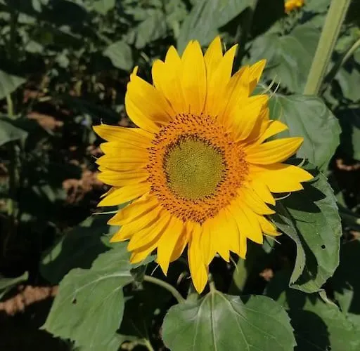 De Charme L' Ecrin Aveyron Tatil Evi Anglars-Saint-Felix