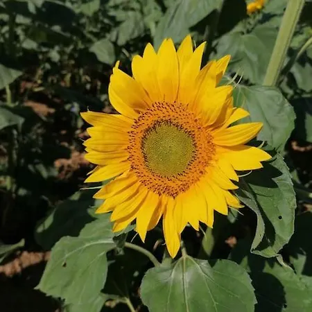 De Charme L' Ecrin Aveyron 別荘 Anglars-Saint-Félix